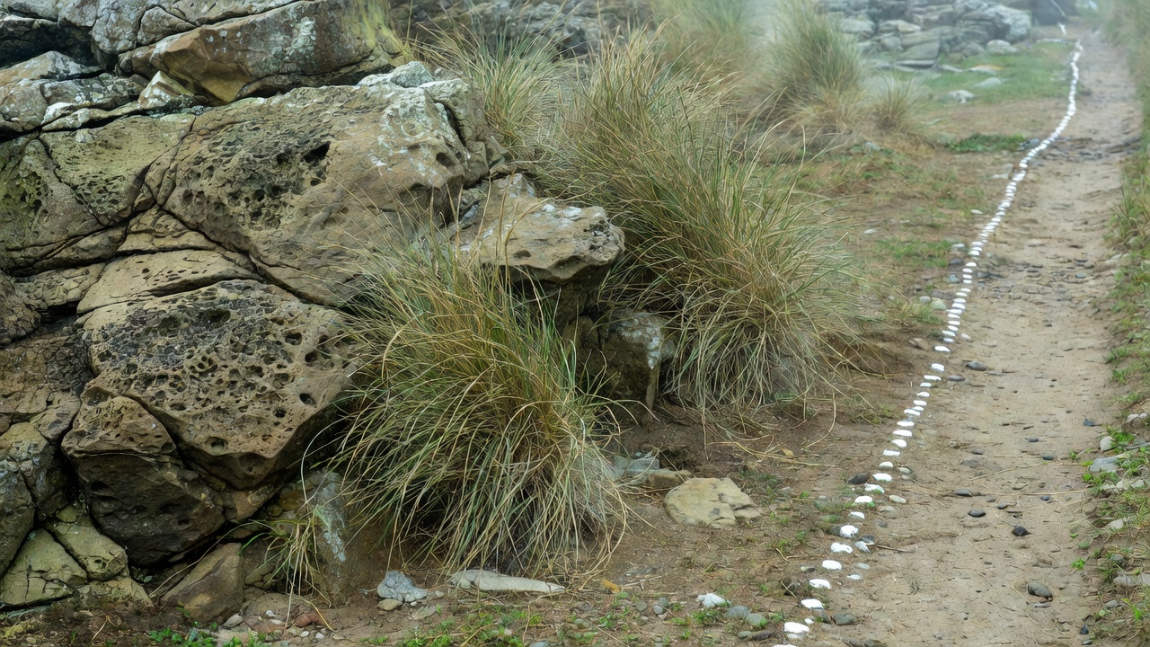 Close view of weathered rock and coarse coastal grass beside a marked walking path